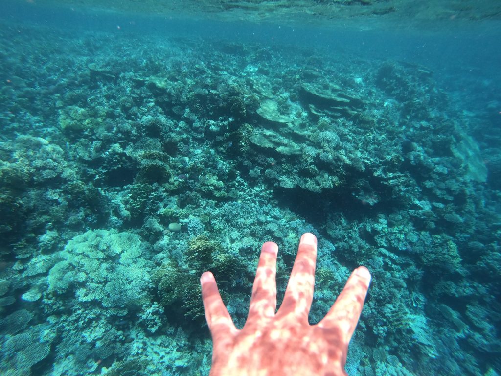 Snorkeling in Red Sea! 1